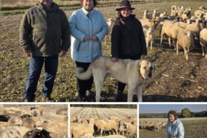 Zu Besuch bei der Schäferei Golz & Büttner: Wertvolle Arbeit für Natur und Landschaft